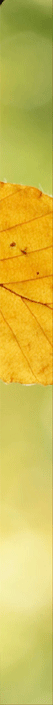 Leaf Border
