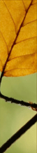Leaf Border